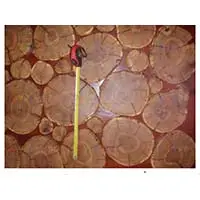 Декор из спилов подойдет не только для приусадебного участка