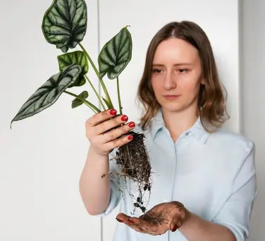 Какая лампа нужна для рассады: виды и критерии выбора 12