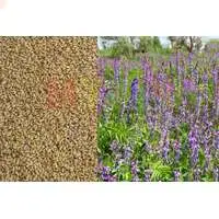 Козлятник (Галега) – повышение плодородности почвы натуральными средствами