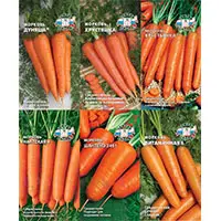 Семена самой вкусной моркови в нашем магазине