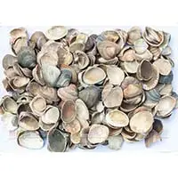 Морские ракушки – еще один красивый и натуральный материал