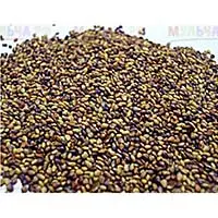 Донник - не только сидерат но и лекарственное растение, медонос, кормовая культура