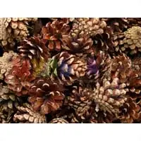 Сосновые шишки для мульчирования и украшения