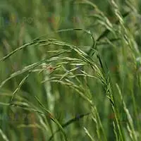 Эффективное дернообразующее растение - овсяница тростниковая