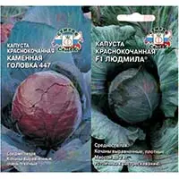 Семена краснокочанной капусты уже в продаже