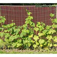 Шпалера для выращивания огурцов - повысит урожайность и предотвратит гнилостные заболевания