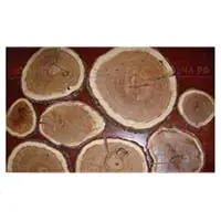 Самые крупные деревянные спилы диаметром 70-80 см