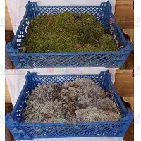 Живой мох открывает простор для творчества